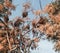 Wild tropical inedible fruits. A tree with small yellow berries on branches. Autumn background.