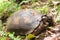 Wild tropical rainforest turtle in Borneo jungle forest