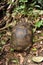 Wild tropical rainforest turtle in Borneo jungle forest