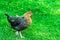 Wild tropical red junglefowl hen in nature on green grass background. Full size portrait. Colorful feathers vibrant vivid colors