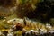 Wild tubenose goby in camouflage coloring, active gobiidae, young adult of dwarf saltwater species rest on gravel