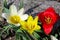 Wild tulip Tulipa kaufmanniana