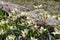 Wild tulip Tulipa turkestanica