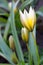 Wild tulips beautiful macro