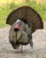 Wild Turkey 3