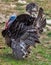 Wild Turkey American bird landscape with green