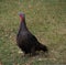 Wild Turkey Bird on a Grassy Lawn