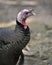 Wild turkey bird stock photo.  Wild turkey bird head close-up profile view with background. Wild turkey Thanksgiving card. Wild