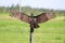 A wild turkey buzzard spreads its wings while sitting on a post