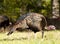 Wild turkey in the fields of Cades Cove.