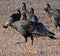 Wild Turkey flock near Sheridan Wyoming