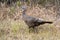 Wild Turkey foraging in the Okefenokee National Wildlife Refuge, Georgia