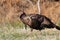 Wild turkey in a frost covered meadow