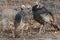 Wild Turkey Gobblers Standing In Field