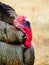 Wild Turkey head closeup showing red wattle