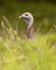 Wild Turkey hen pauses for portrait in Texas Hill Countreauty in full strut ng season