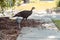 Wild turkey makes a mess of garden mulch woodchips at a suburban home