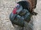 Wild Turkey Male with Tail Feathers Displayed