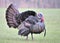 Wild Turkey (Meleagris gallopavo)