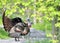 Wild Turkey (Meleagris gallopavo)