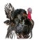 Wild Turkey, Meleagris gallopavo