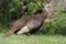 Wild Turkey (Meleagris gallopavo)