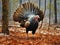 Wild Turkey (Meleagris gallopavo)