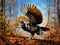 Wild Turkey (Meleagris gallopavo)