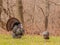 Wild Turkey (Meleagris gallopavo)