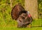 Wild Turkey (Meleagris gallopavo)