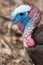 Wild Turkey - Meleagris gallopavo