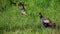 Wild Turkey, Meleagris gallopavo, flock in meadow