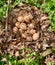 Wild Turkey nest full of eggs