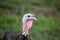 Wild turkey portrait