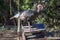 Wild Turkey in profile on top of metal bird feeder