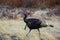A wild turkey in Rocky Mountain National Park, Colorado, USA