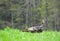 Wild Turkey strolling through woodland field in NYS