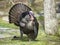 Wild Turkey strutting around the campground of Cades Cove in the Smoky Mountains.