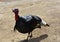 Wild Turkey Strutting His Stuff on Packed Dirt