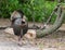 Wild turkey strutting in the park