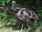 The wild turkey is an upland ground bird native to North America