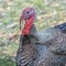 Wild turkey, an upland ground bird. Quadratisch photo