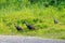 Wild turkey walks along a gravel road within the Bald Knob National Wildlife Refuge in Bald Knob