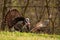 Wild Turkeys