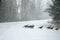 Wild Turkeys In Blizzard