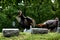 Wild Turkeys in Cemetery in Lake Geneva, Wisconsin