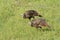 Wild turkeys foraging on a sunny grass field