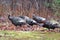 Wild Turkeys Heading Wooded Area