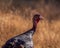 Wild Turkeys Meleagris gallopavo on long dry summer day. Skyline wilderness park CA