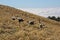 Wild Turkeys in Mountain Tamalpais